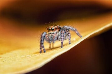 spider on a leaf