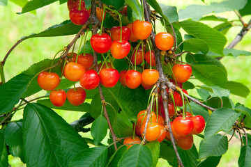 サクランボ　果実