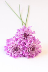 Three purple scabiosa on a white background. Light floral backdrop with autumn flowers