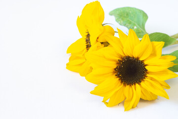 Two beautiful small decorative sunflowers on a white background. Floral rustic backdrop