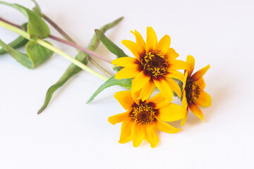 Yellow-orange flowers of zinnia on a white background. Autumn floral background