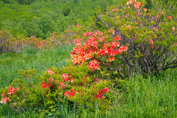 五味池破風高原自然園　レンゲツツジ