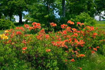 笹ヶ峰高原　レンゲツツジ