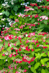 ヤマアジサイ　クレナイ