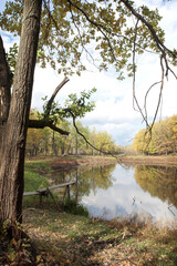 river in the forest
