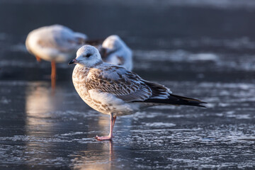 Gulls in a winter day, standing on frozen surface of the river. Sunny morning on a cold winter day. Thin ice on the river.