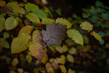 Couleurs d'automne 13