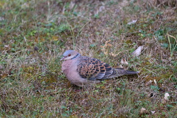 dove on the grass