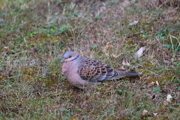 pigeon on the grass