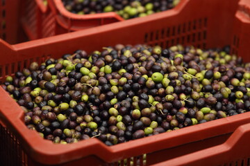 olive oil harvest in Italy - autumn 2020 season
