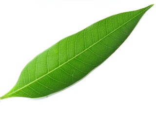 Obraz premium green leaf isolated on white