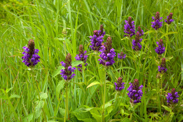 志賀高原　ウツボグサ