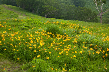 志賀高原　ニッコウキスゲの群生