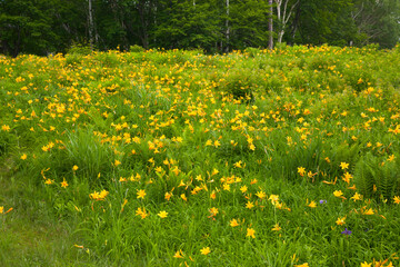 志賀高原　ニッコウキスゲの群生