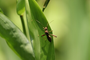 bug on a leaf