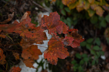 Couleurs d'automne 8