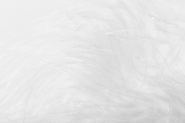 Obraz premium White feather of bird for background image