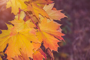 Autumn background-yellow maple leaves in the city Park
