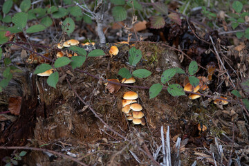 Champignon 25