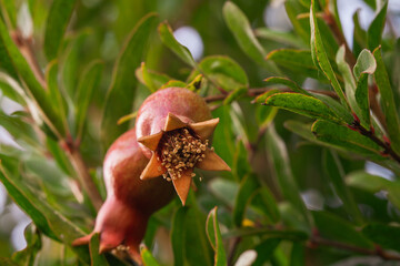 Pomegranate tree with unripe fruits close up in the garden