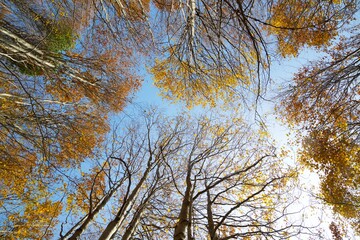 Autumn in the Pyrenees