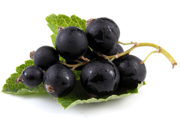 Black currant on leaf