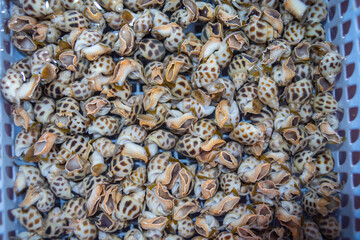 Fresh flower snails in aquatic market