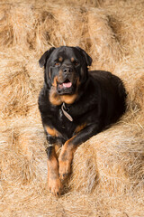 View of a pet Rottweiler dog