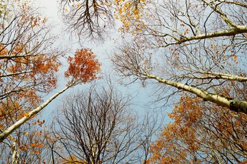 Autumn in the Pyrenees