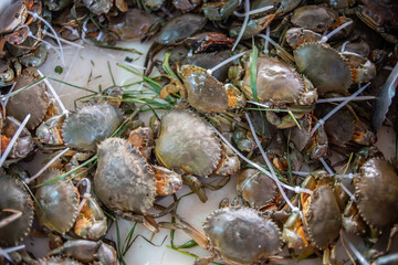 Specialty cream crab in Nansha, Guangzhou, China