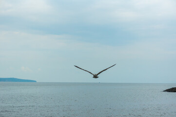 Fototapeta na wymiar A seagull soaring above the water.