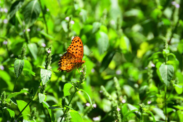 Beautiful butterfly in the grass.
