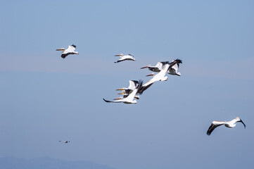 American White Pelicans (Pelecanus erythrorhynchos) on Salton Sea, Imperial Valley, California, USA