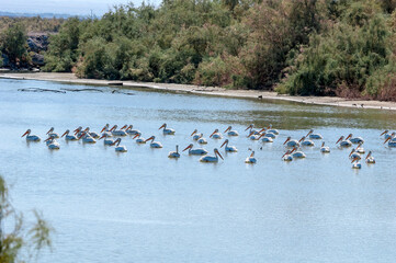 American White Pelicans (Pelecanus erythrorhynchos) on Salton Sea, Imperial Valley, California, USA