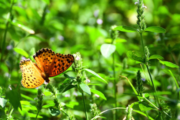 Beautiful butterfly in the grass.
