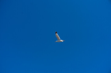 Sea gull soars in the sky