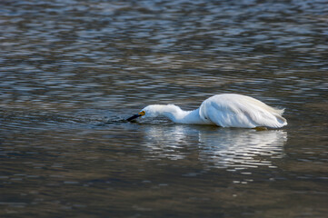 Fototapeta premium Snowy Egret (Egretta thula) in Malibu lagoon, California, USA