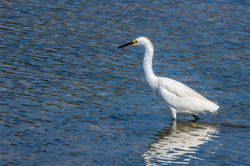 Snowy Egret (Egretta thula) in Malibu lagoon, California, USA