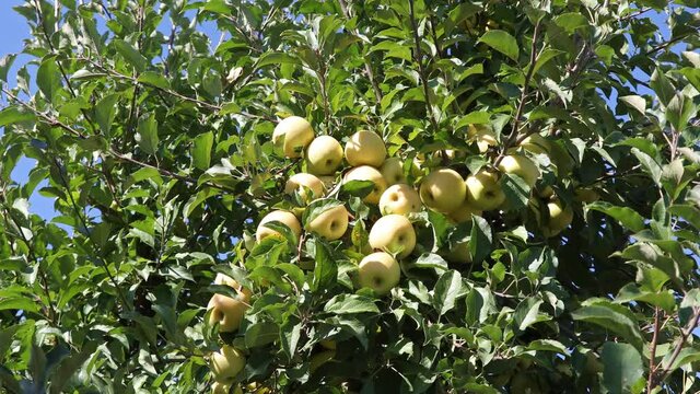 Ripened apples hanging on the tree in sunny day
