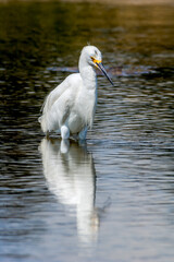Snowy Egret (Egretta thula) in Malibu lagoon, California, USA