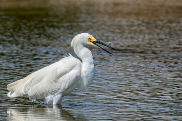 Snowy Egret (Egretta thula) in Malibu lagoon, California, USA