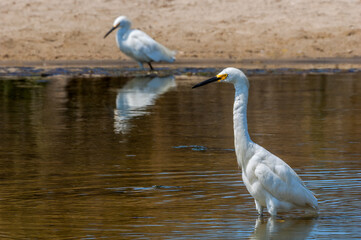 Snowy Egret (Egretta thula) in Malibu lagoon, California, USA