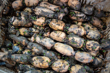 Lotus root, a specialty of Nansha, Guangzhou, China