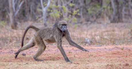 A chacma baboon hunting for food isolated in the African wilderness