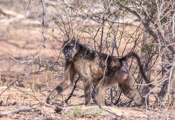 A chacma baboon hunting for food isolated in the African wilderness