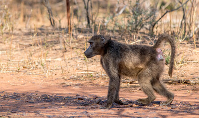 A chacma baboon hunting for food isolated in the African wilderness