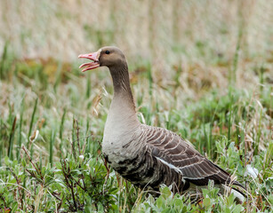 Greater White-fronted Goose (Anser albifrons) in Barents Sea coastal area, Russia