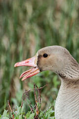 Greater White-fronted Goose (Anser albifrons) in Barents Sea coastal area, Russia