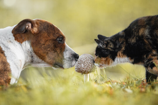 Dog and сat are smelling a mushroom together in the yard in autumn. Friendship of dog and cat. American staffordshire terrier dog.