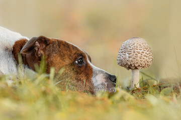 Cute dog lies on the grass in autumn and looks at the mushroom. American staffordshire terrier dog.